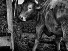 photo de an doaur, site photos consacré a l'agriculture bretonne