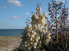 picture of Camping Européen De La Plage