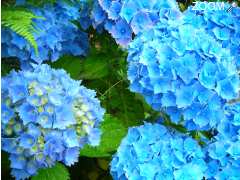 Foto Les Journées de l'Hortensia